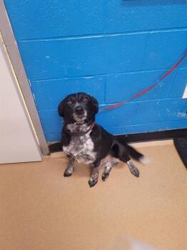 Australian Cattle Dog Blue Heeler and Mixed Breed Dogs Available for Adoption in St. Peters, Missouri - SNICKERS | PetCurious