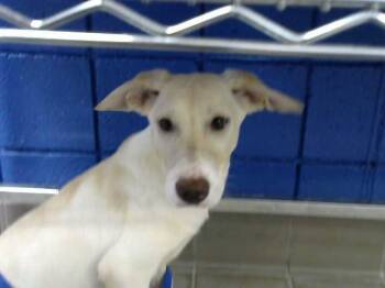 MINDY -  Labrador Retriever and Mixed Breed Dog for Adoption in Albuquerque, New Mexico - MINDY | PetCurious