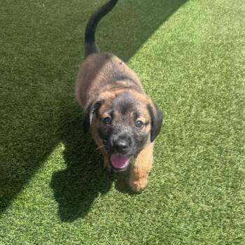 Pup 2 6337 -  German Shepherd Dog Dog for Adoption in Loxahatchee Groves, Florida - Pup 2 6337 | PetCurious
