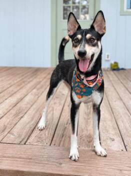 Rayla Ready for Adventure -  Husky and Basenji Dog for Adoption in Friendswood, Texas - Rayla Ready For Adventure | PetCurious