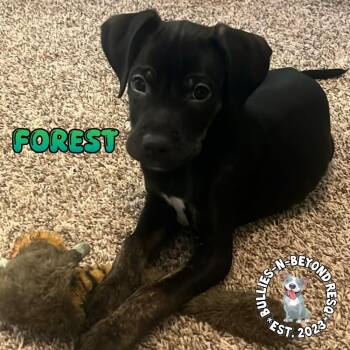 Labrador Retriever Dogs Available for Adoption - Cottagecore Litter: Forest | PetCurious