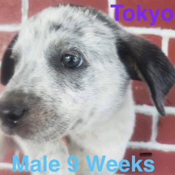 Tokyo -  Australian Cattle Dog Blue Heeler Dog for Adoption in Houston, Texas - Tokyo | PetCurious