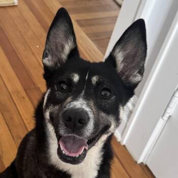 Cattle Dog Dogs Available for Adoption - Roo | PetCurious