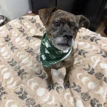 Muppy -  Mixed Breed Dog for Adoption in Worcester, Massachusetts - Muppy | PetCurious