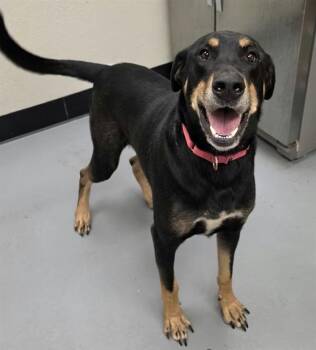 Fezzik -  Doberman Pinscher and Hound Dog for Adoption in Phoenix, Oregon - Fezzik | PetCurious
