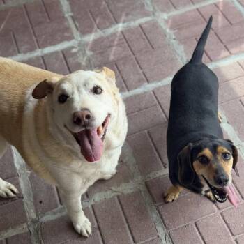 Marge And Homer -  Labrador Retriever Dog for Adoption in Locust Fork, Alabama - Marge And Homer | PetCurious
