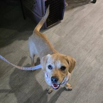Ellie -  Cattle Dog and Mixed Breed Dog for Adoption in Waldorf, Maryland - Ellie | PetCurious