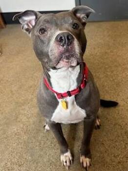 Pit Bull Terrier Dogs Available for Adoption - Poppy | PetCurious