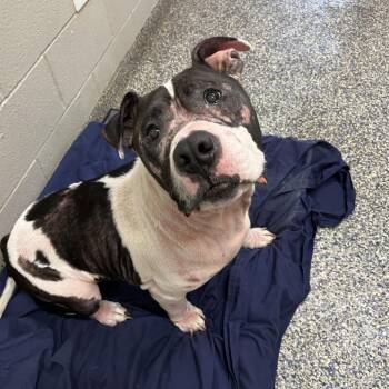 Oreo -  Pit Bull Terrier and Mixed Breed Dog for Adoption in Fairport, New York - Oreo | PetCurious