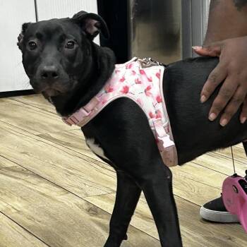 Storm -  Pit Bull Terrier Dog for Adoption in Newark, New Jersey - Storm | PetCurious