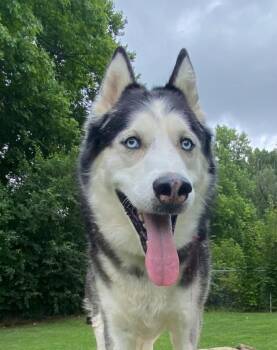JUNO -  Siberian Husky Dog for Adoption - JUNO | PetCurious