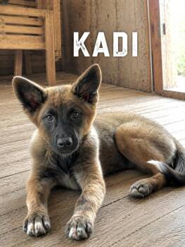 Kadi -  Belgian Shepherd Malinois and Shepherd Dog for Adoption in Lucas, Texas - Kadi | PetCurious
