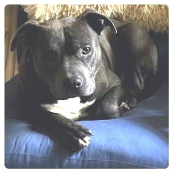 American Staffordshire Terrier Dogs Available for Adoption - Blazer (Larry) | PetCurious