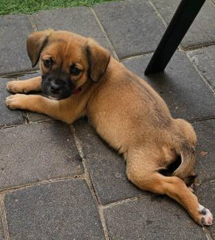 Mixed Breed Dogs Available for Adoption in Mesa, Arizona - Celine | PetCurious