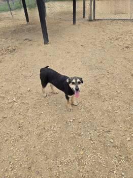 Mixed Breed Dogs Available for Adoption in Maquoketa, Iowa - Bridget | PetCurious