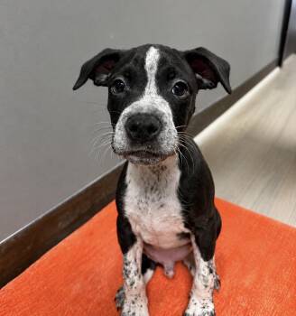 McDreamy -  Mixed Breed Dog Available for Adoption in Myrtle Beach, South Carolina - McDreamy | PetCurious