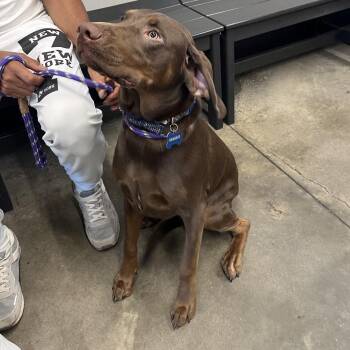 Chocolate Labrador Retriever and Labrador Retriever Dogs Available for Adoption in Tampa, Florida - Charlie | PetCurious