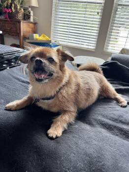 Bella -  Yorkshire Terrier and Pekingese Dog for Adoption in New Albany, Ohio - Bella | PetCurious