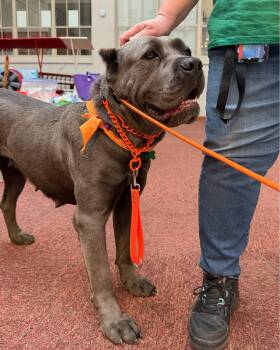 Cane Corso Dogs Available for Adoption in Glendale, Arizona - Daphne | PetCurious