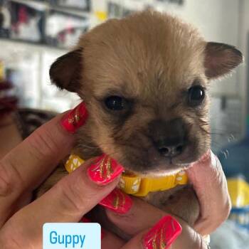 Guppy -  Husky and Shih Tzu Dog for Adoption in Tampa, Florida - Guppy | PetCurious