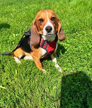 Bowzer -  Beagle Dog for Adoption in Rockwell City, Iowa - Bowzer | PetCurious