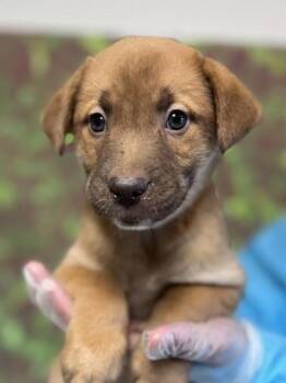 Shepherd and Mixed Breed Dogs Available for Adoption in San Antonio, Texas - Chicory | PetCurious