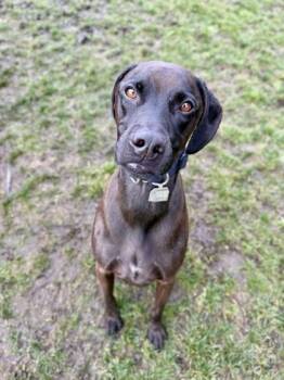 Mixed Breed Dogs Available for Adoption - Malos | PetCurious