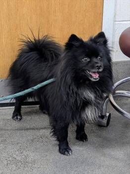 Pomeranian Dogs Available for Adoption - WESLEY | PetCurious