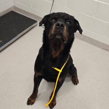 Rottweiler Dogs Available for Adoption in Lindenhurst, New York - 26-211 | PetCurious