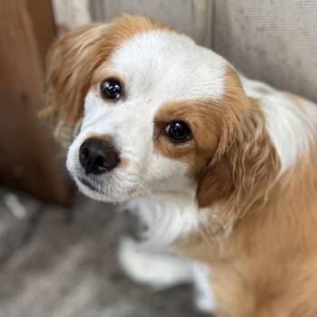 Han -  Mixed Breed Dog for Adoption in San Francisco, California - Han | PetCurious