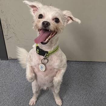 JoJoe -  Maltese Dog for Adoption in Pelham, New Hampshire - JoJoe | PetCurious