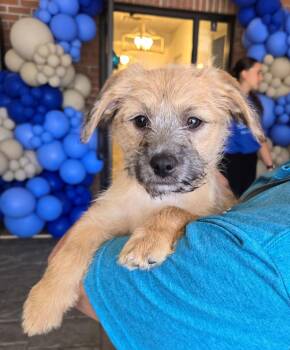 Scout -  Terrier Dog for Adoption - Scout | PetCurious