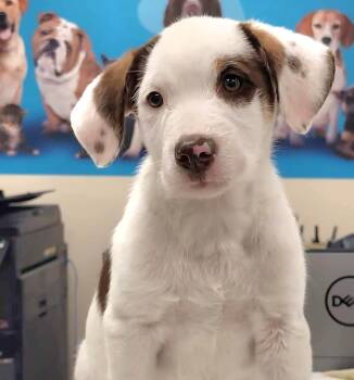 Rescue Mixed Breed Dogs for Adoption in Groveland, Massachusetts - Emily | PetCurious