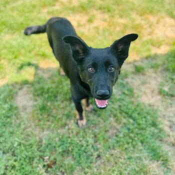 Shepherd and Mixed Breed Dogs Available for Adoption in Brownsboro, Alabama - Rover | PetCurious