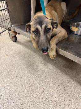 Rescue German Shepherd Dog and Mixed Breed Dogs for Adoption in Riverside, California - A1873976 | PetCurious