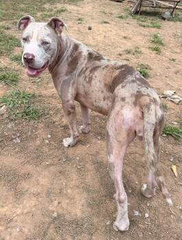 Poppy -  Mixed Breed Dog for Adoption in Huntsville, Alabama - Poppy | PetCurious