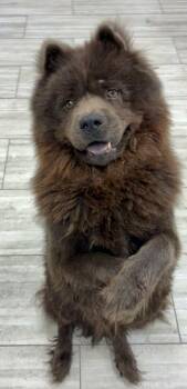 Toby -  Chow Chow Dog for Adoption in Spring, Texas - Toby | PetCurious