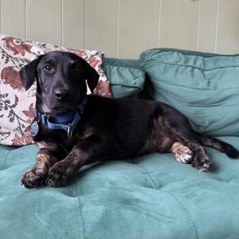 Paulie -  Corgi and Australian Shepherd Dog for Adoption - Paulie | PetCurious