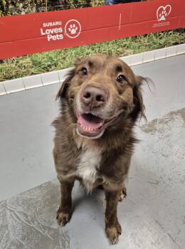 Shepherd Dogs Available for Adoption - Ozzy | PetCurious