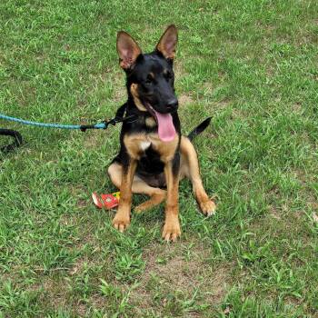 Riley -  German Shepherd Dog Dog for Adoption in New London, Wisconsin - Riley | PetCurious