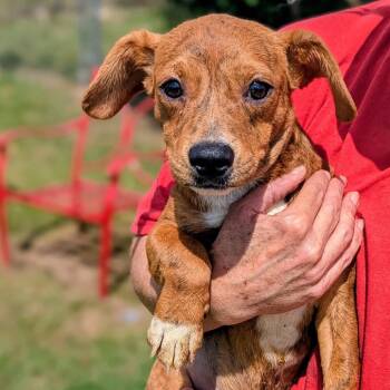 Rescue Mixed Breed Dogs for Adoption in Savannah, Georgia - Thumper Bambi | PetCurious