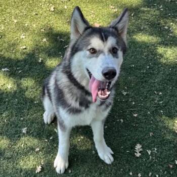 Spock -  Siberian Husky Dog for Adoption in Red Bluff, California - Spock | PetCurious