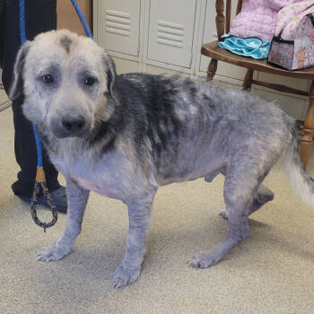 Rescue German Shepherd Dog Dogs for Adoption in Gloucester, Virginia - Thor | PetCurious