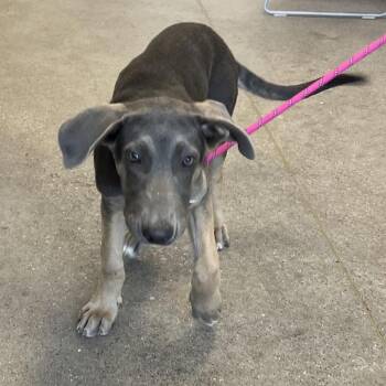 110326 -  Mixed Breed Dog for Adoption in Las Cruces, New Mexico - 110326 | PetCurious