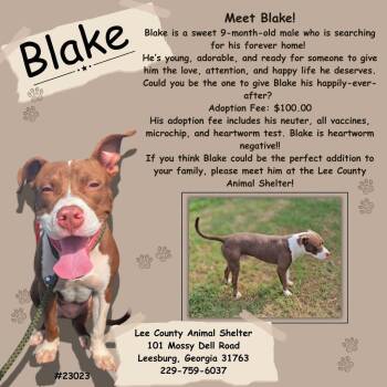 Blake -  Mixed Breed Dog for Adoption in Leesburg, Georgia - Blake | PetCurious