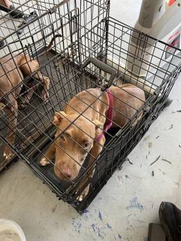 Rescue Mixed Breed Dogs for Adoption in Palmetto, Florida - CINNAMON | PetCurious