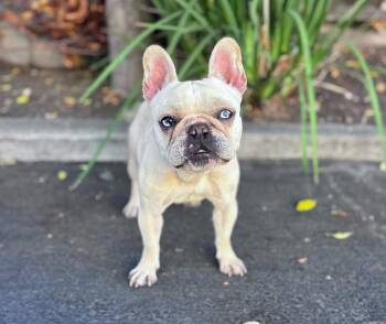 Lampshade -  French Bulldog Dog for Adoption in Palo Alto, California - Lampshade | PetCurious