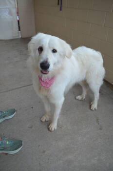 Rescue Great Pyrenees Dogs for Adoption in Mckinney, Texas - Beaker | PetCurious
