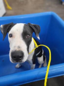CURTIS -  Mixed Breed Dog for Adoption in Dallas, Texas - CURTIS | PetCurious