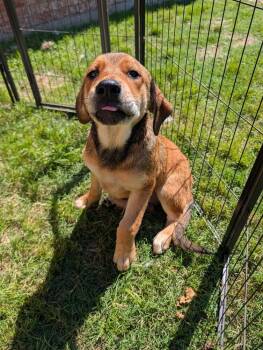 Labrador Retriever Dogs Available for Adoption in Krum, Texas - Marinara | PetCurious